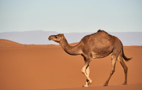 Meat__Camel__1_2__1000px__wolfgang-hasselmann-YAIGmqV4dFc-unsplash