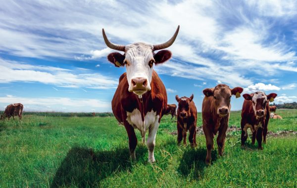 Meat__Cattle__1_1__1000px__jonas-koel-nnxWQZTmoxQ-unsplash