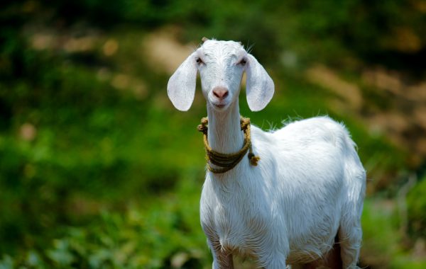Meat__Goat__1_2__1000px__nandhu-kumar-jAMcUbsTvWE-unsplash