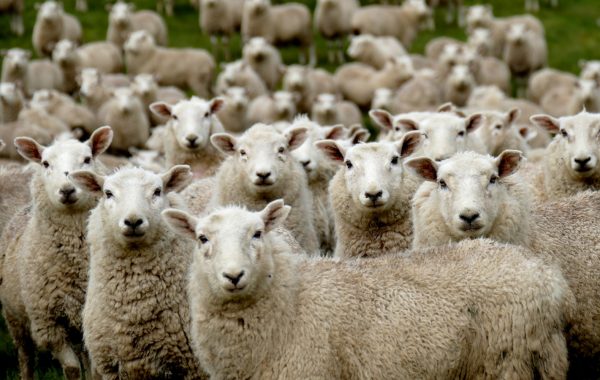 Meat__Sheep__1_2__1000px__andrea-lightfoot-Pj6fYNRzRT0-unsplash