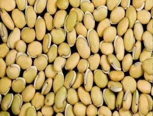 field-bean-500x500